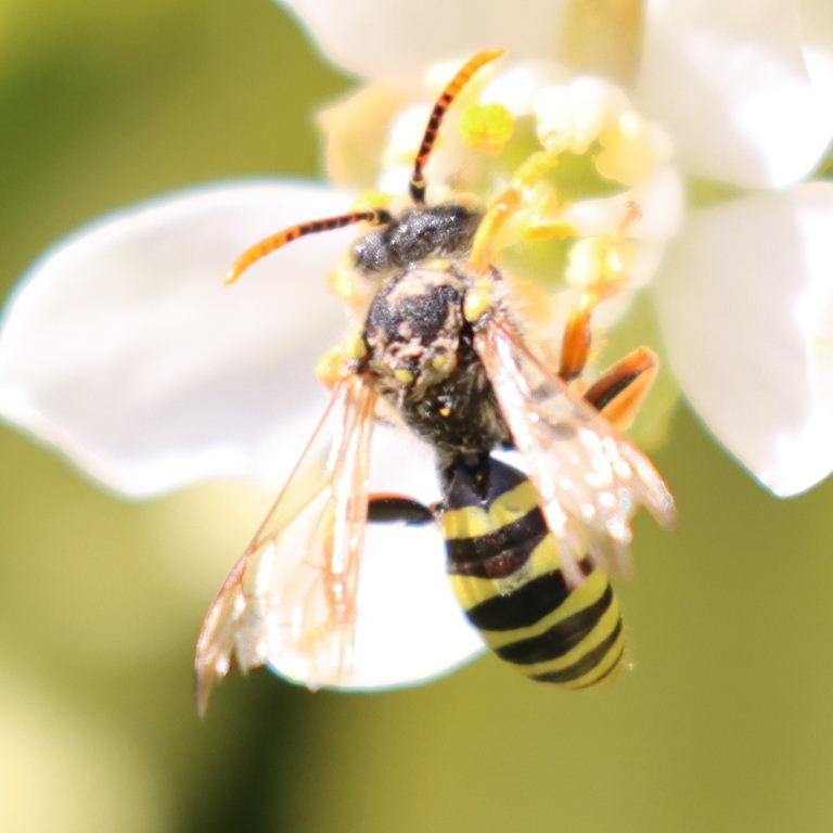 Gooden's Nomad Cuckoo Bee