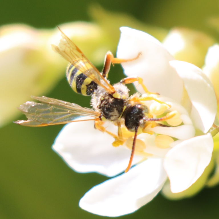 Gooden's Nomad Cuckoo Bee