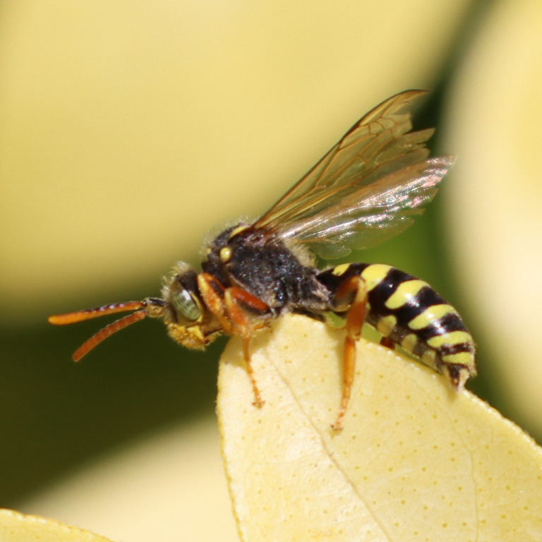 Gooden's Nomad Cuckoo Bee