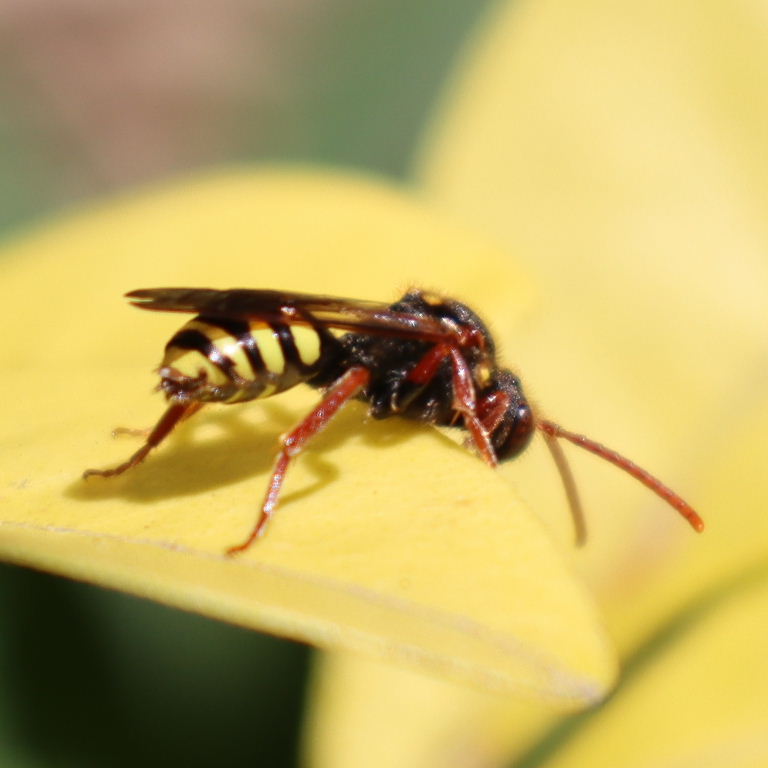 Gooden's Nomad Cuckoo Bee