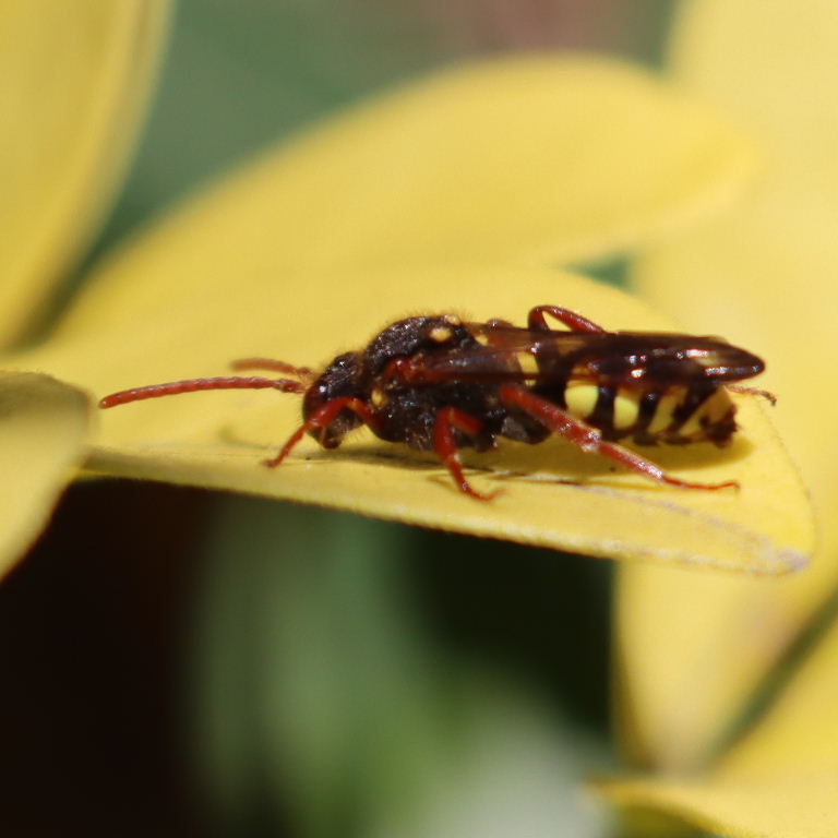 Gooden's Nomad Cuckoo Bee