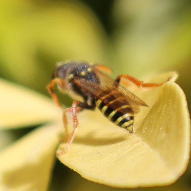 Gooden's Nomad Cuckoo Bee