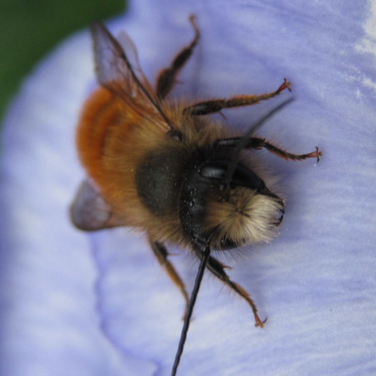 Red Mason Bee