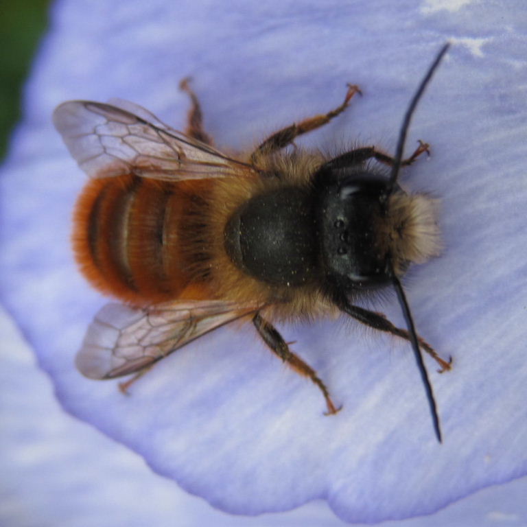 Red Mason Bee