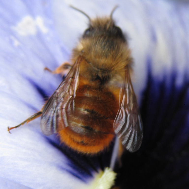 Red Mason Bee