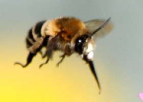 Madeiran Banded Bee