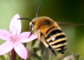 Madeiran Banded Bee