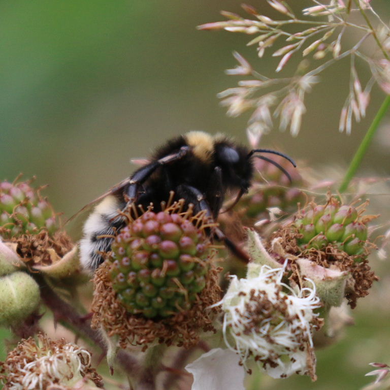 Gypsy Cuckoo Bumblebee male