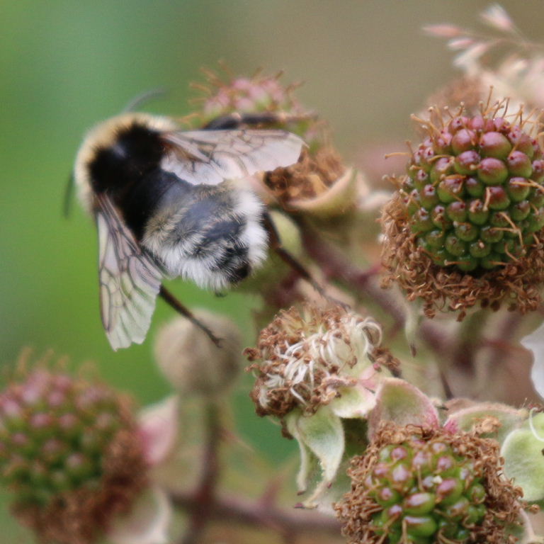Gypsy Cuckoo Bumblebee male