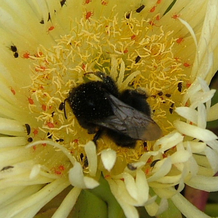 Canarian Bumblebee