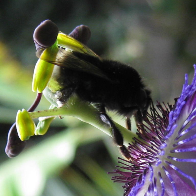 Canarian Bumblebee