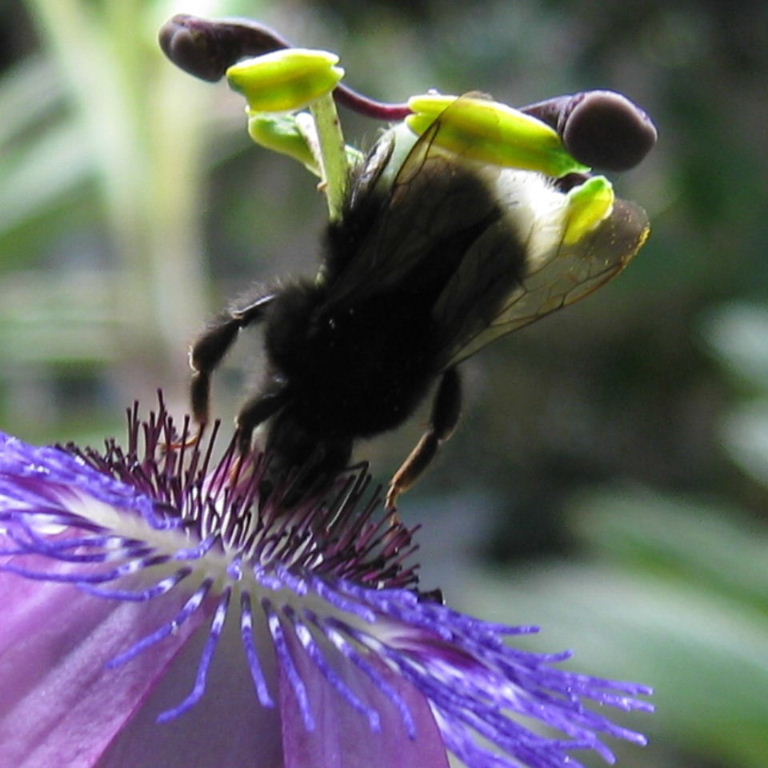 Canarian Bumblebee