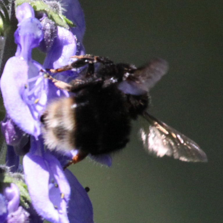 Canarian Bumblebee
