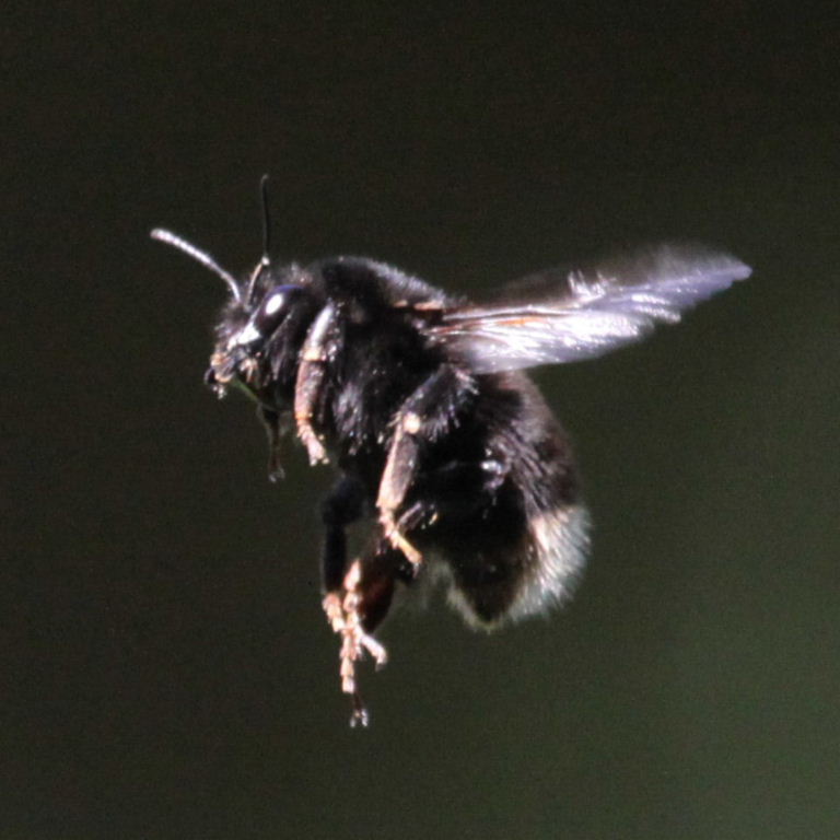 Bombus canariensis