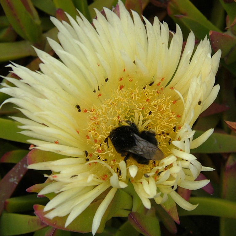 Canarian Bumblebee