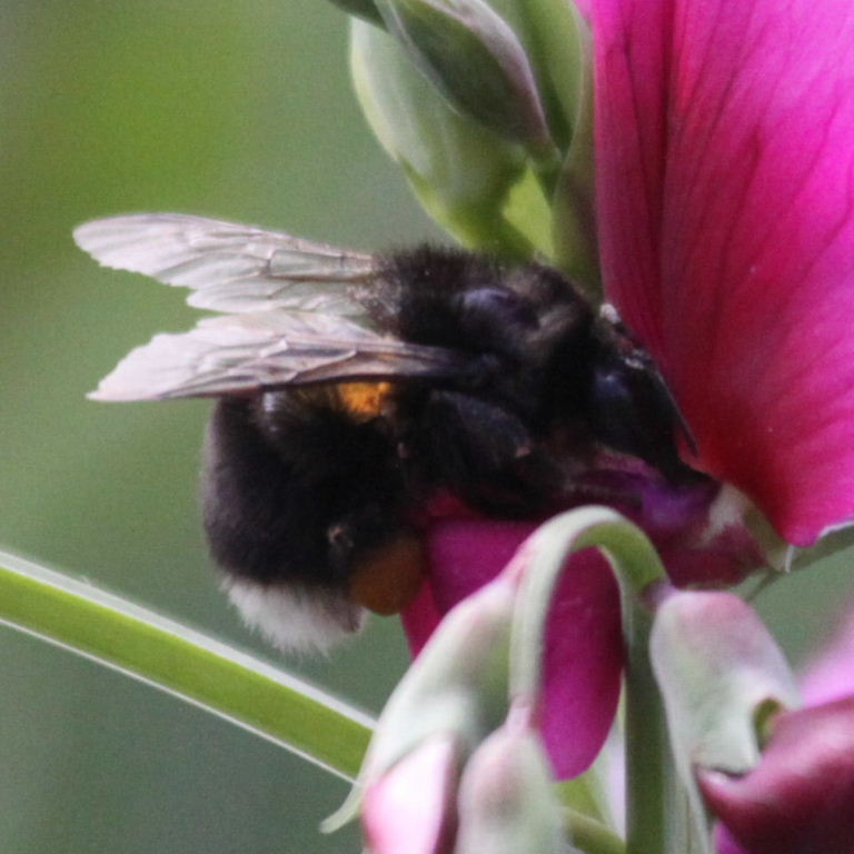Canarian Bumblebee