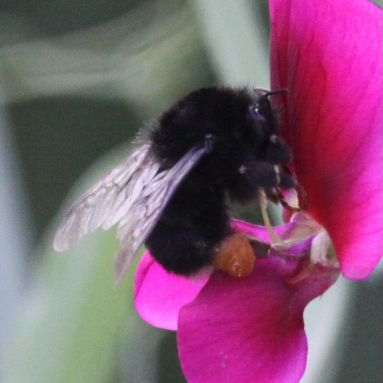 Canarian Bumblebee