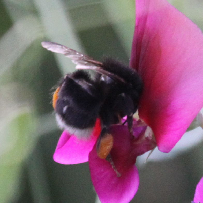 Canarian Bumblebee