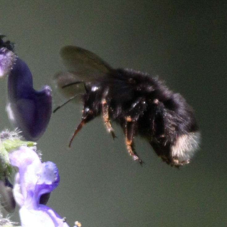 Canarian Bumblebee