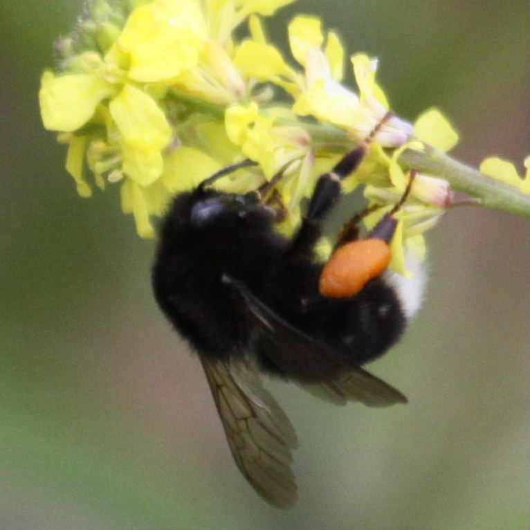 Canarian Bumblebee