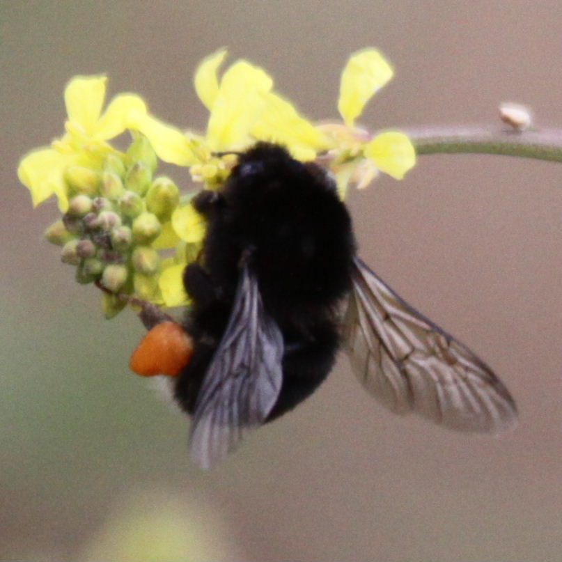 Canarian Bumblebee