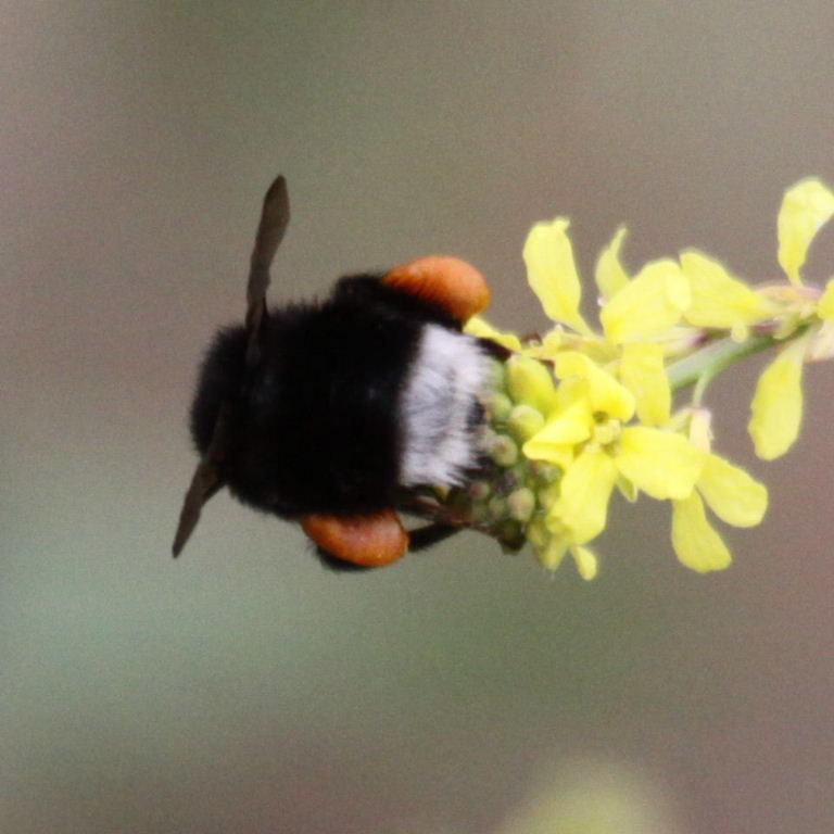 Canarian Bumblebee