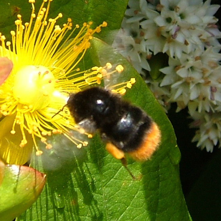 Red-shanked Carder Bee with full pollen baskets