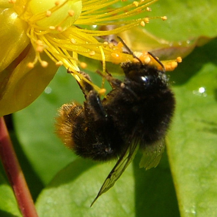 Red-shanked Carder Bee on hypericum