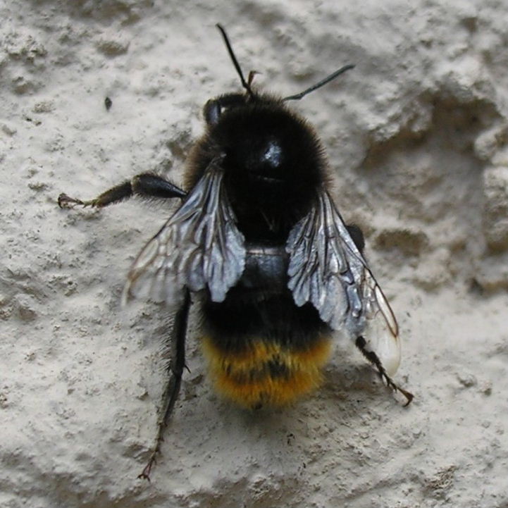 Red-shanked Carder Bee
