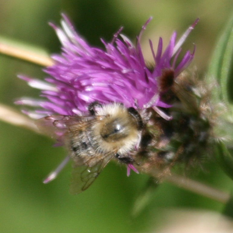Shrill Carder Bumblebee?