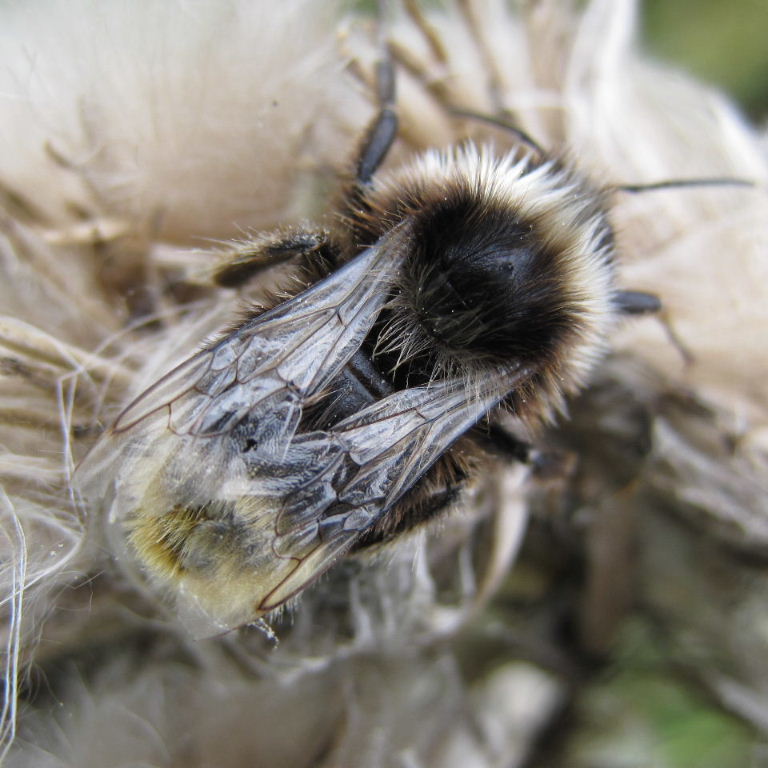 Shrill Carder Bumblebee?