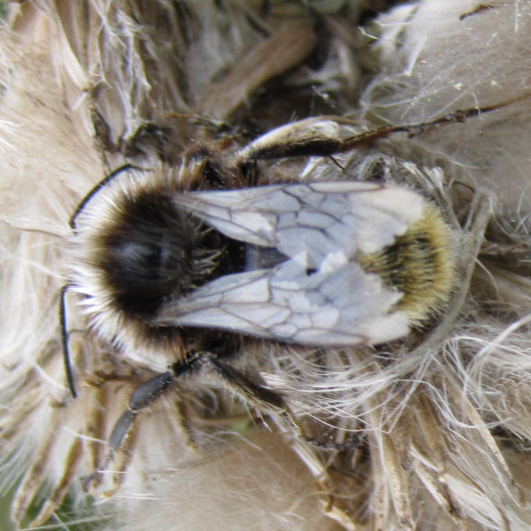 Shrill Carder Bee?