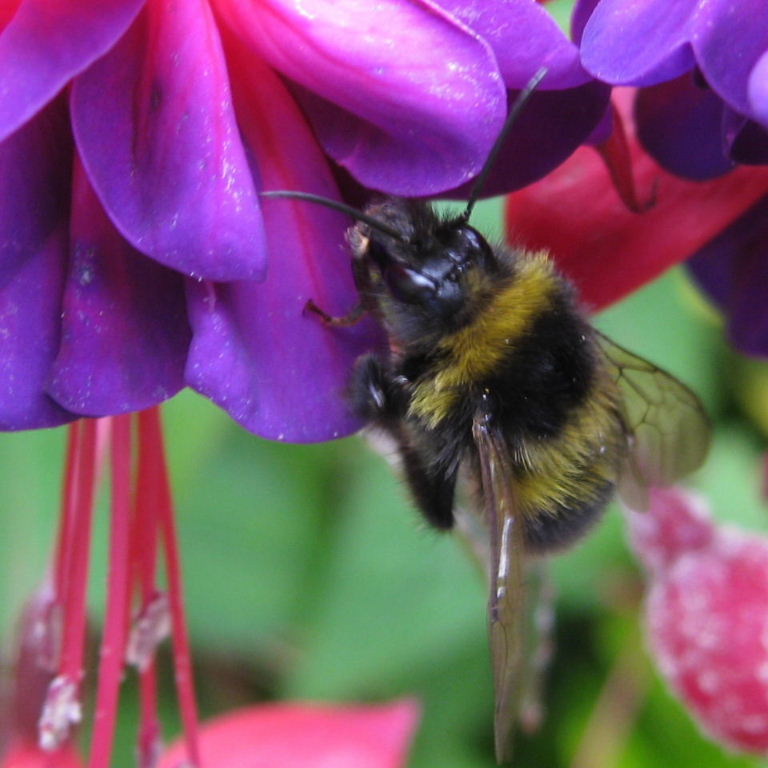Garden Bumblebee