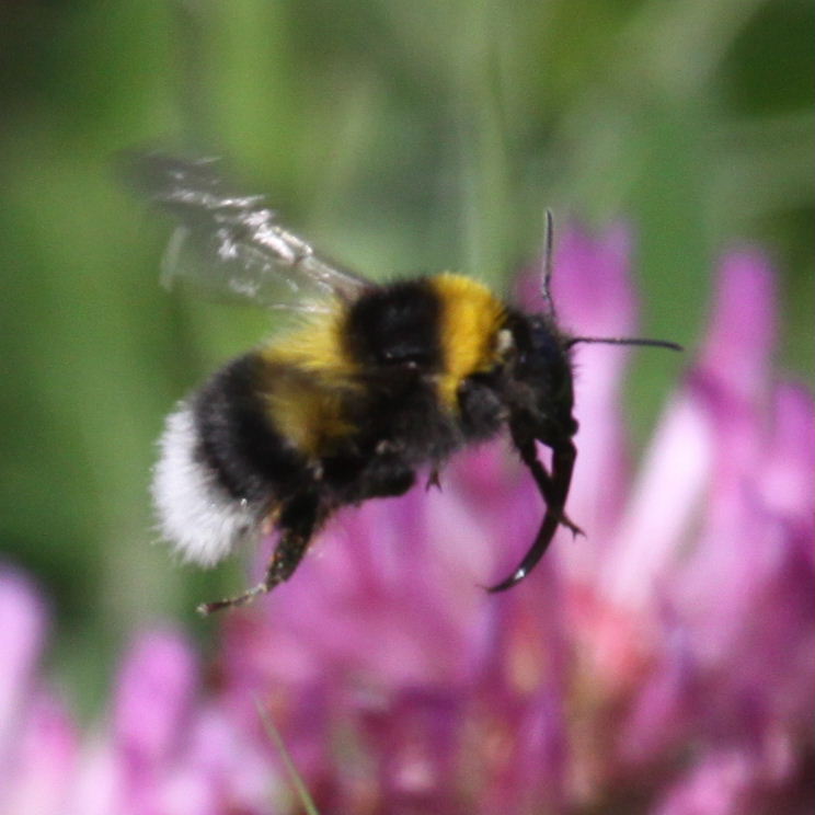 Garden Bumblebee in flight with long tongue