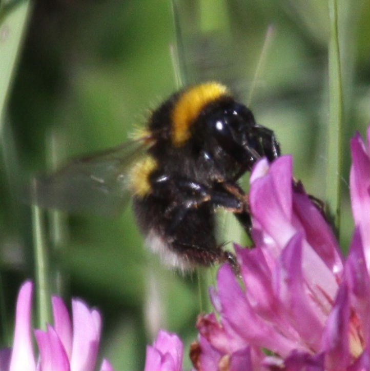 Garden Bumblebee worker