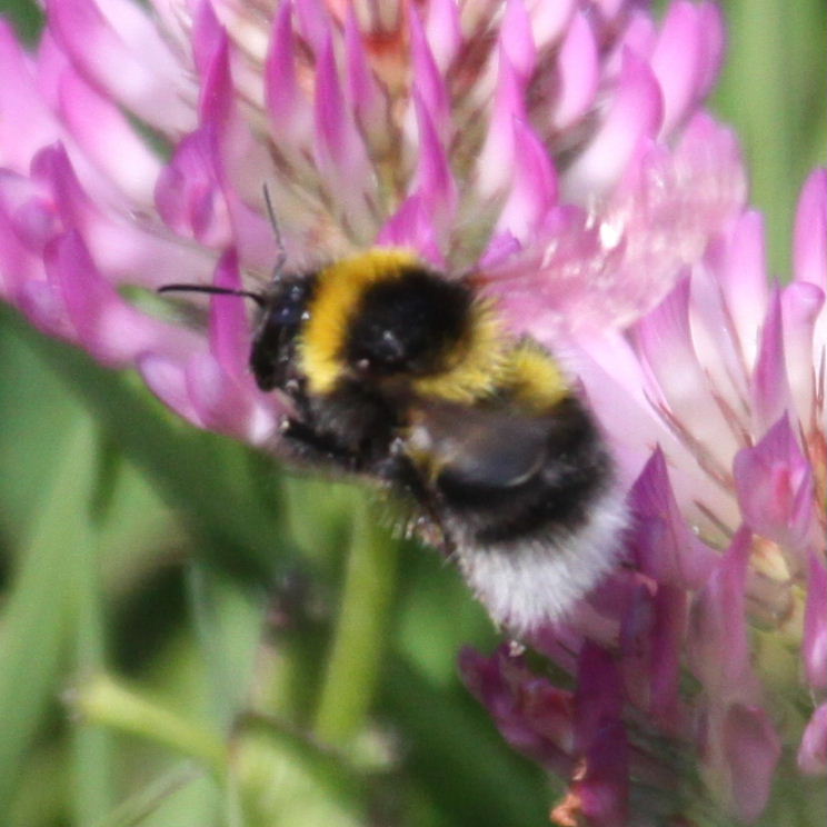 Garden Bumblebee worker