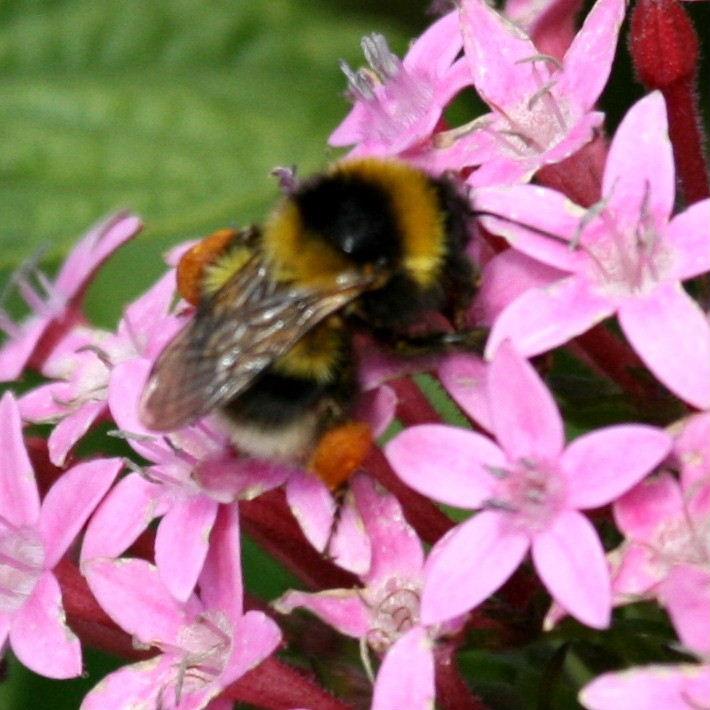 Garden Bumblebee worker