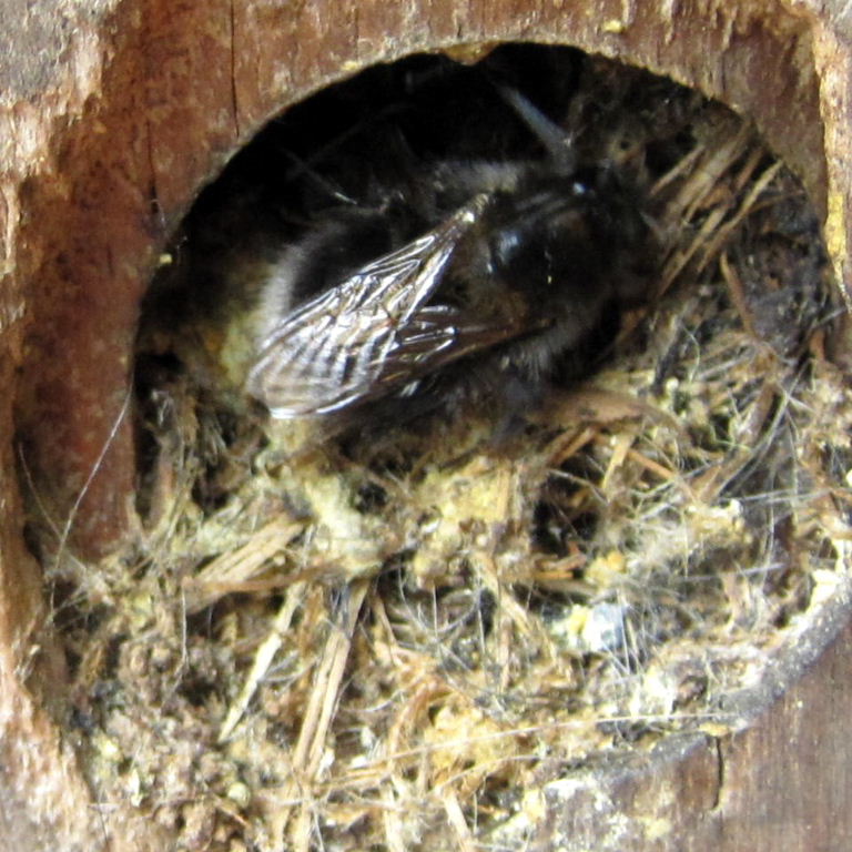 Tree Bumblebee