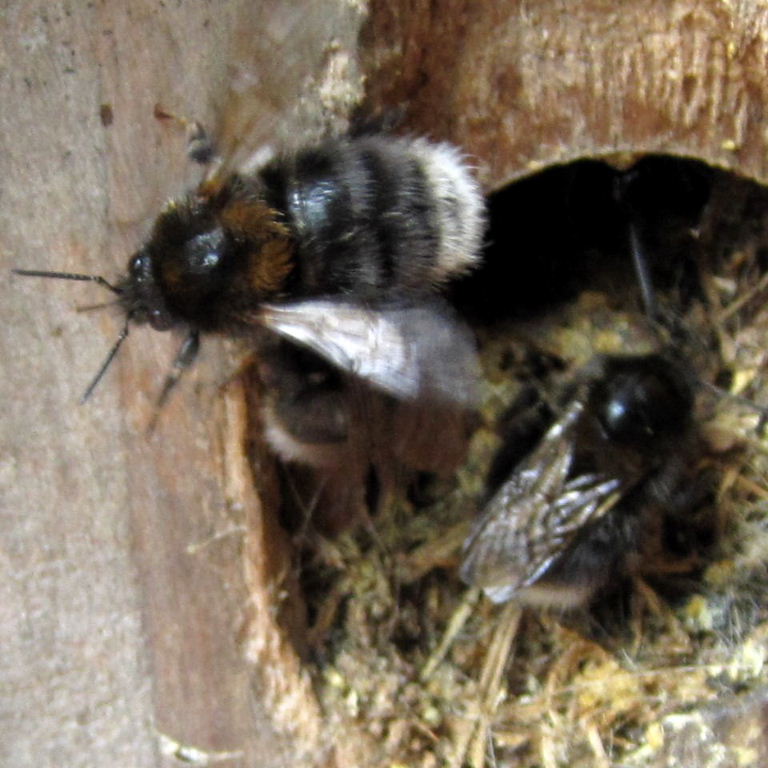 Tree Bumblebee