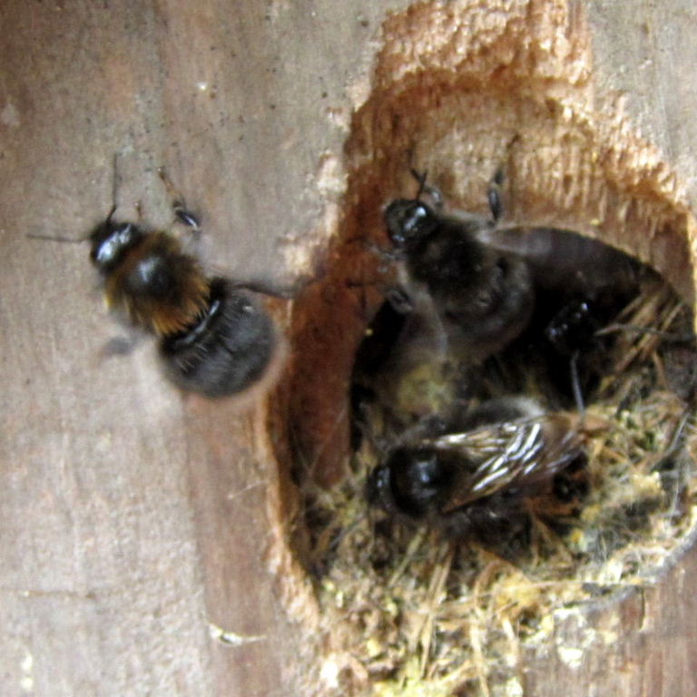 Tree Bumblebee