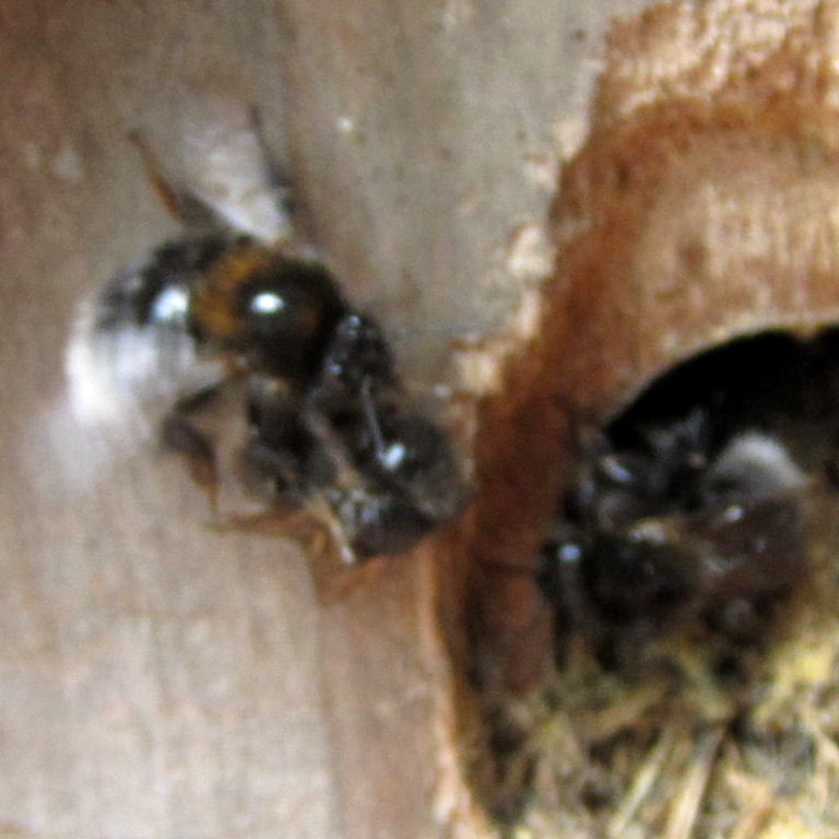 Tree Bumblebee