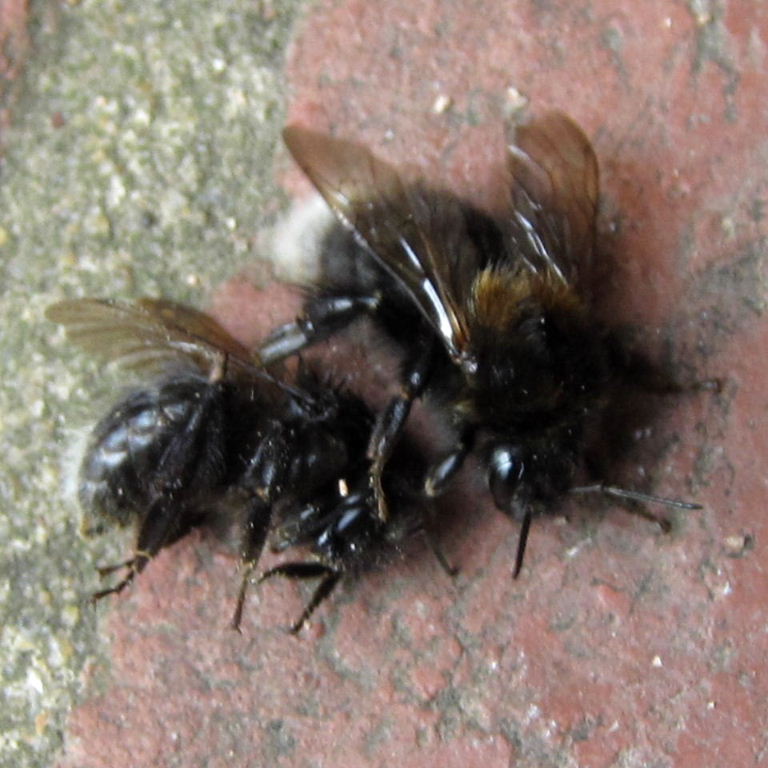 Tree Bumblebee