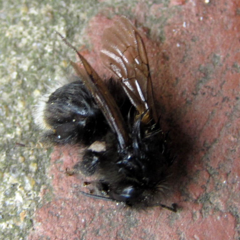 Tree Bumblebee
