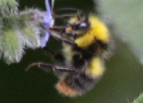 Early Bumblebee male