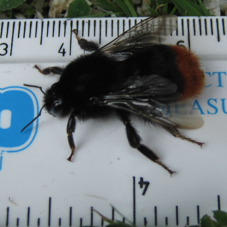 Red-tailed Bumblebee queen