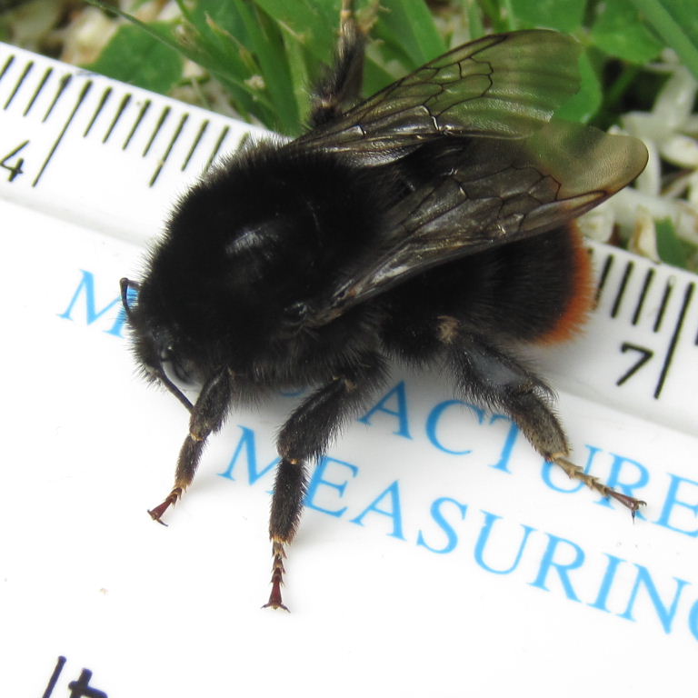 Red-tailed Bumblebee queen