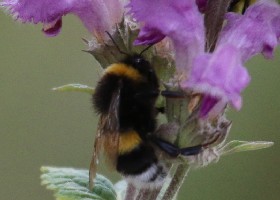 White-tailed Bumblebee female, Kazakhstan