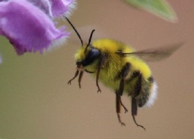 White-tailed Bumblebee male, Kazakhstan