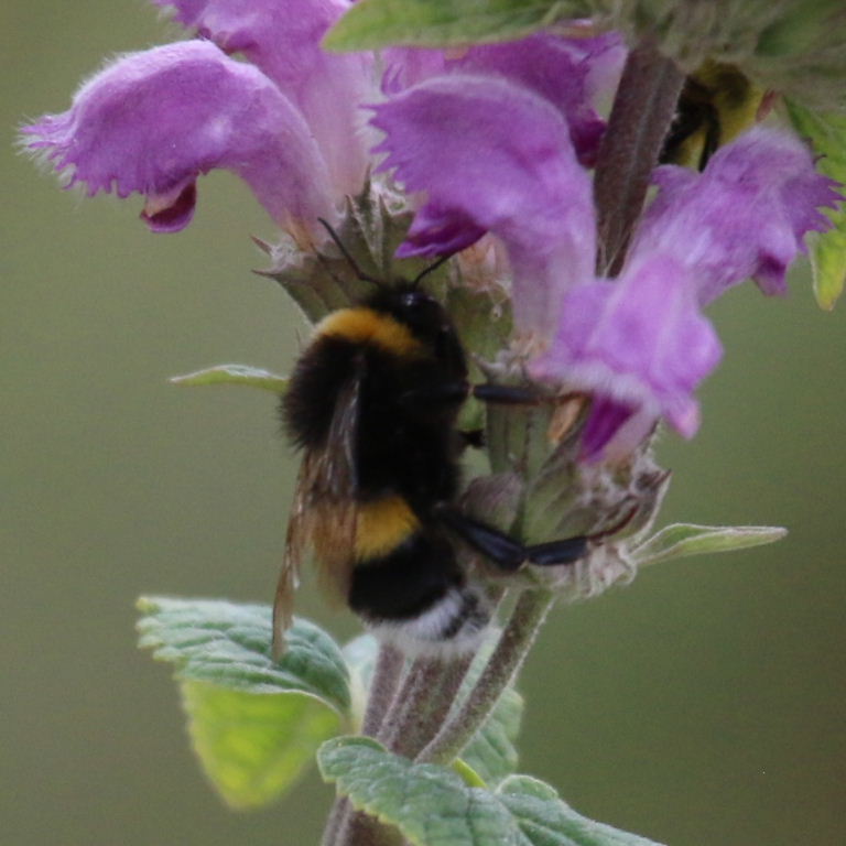White-tailed Bumblebee on flower, Kazakhstan