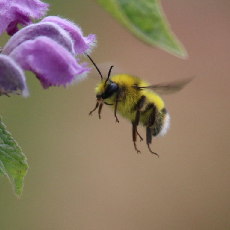 White-tailed Bumblebee on flower, Kazakhstan
